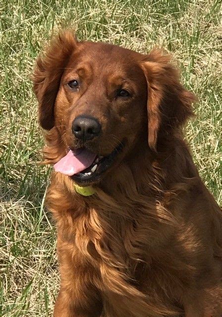  Field Goldens typically have shorter low maintaince coats sometimes wavy that range in color from dark golden to deep red